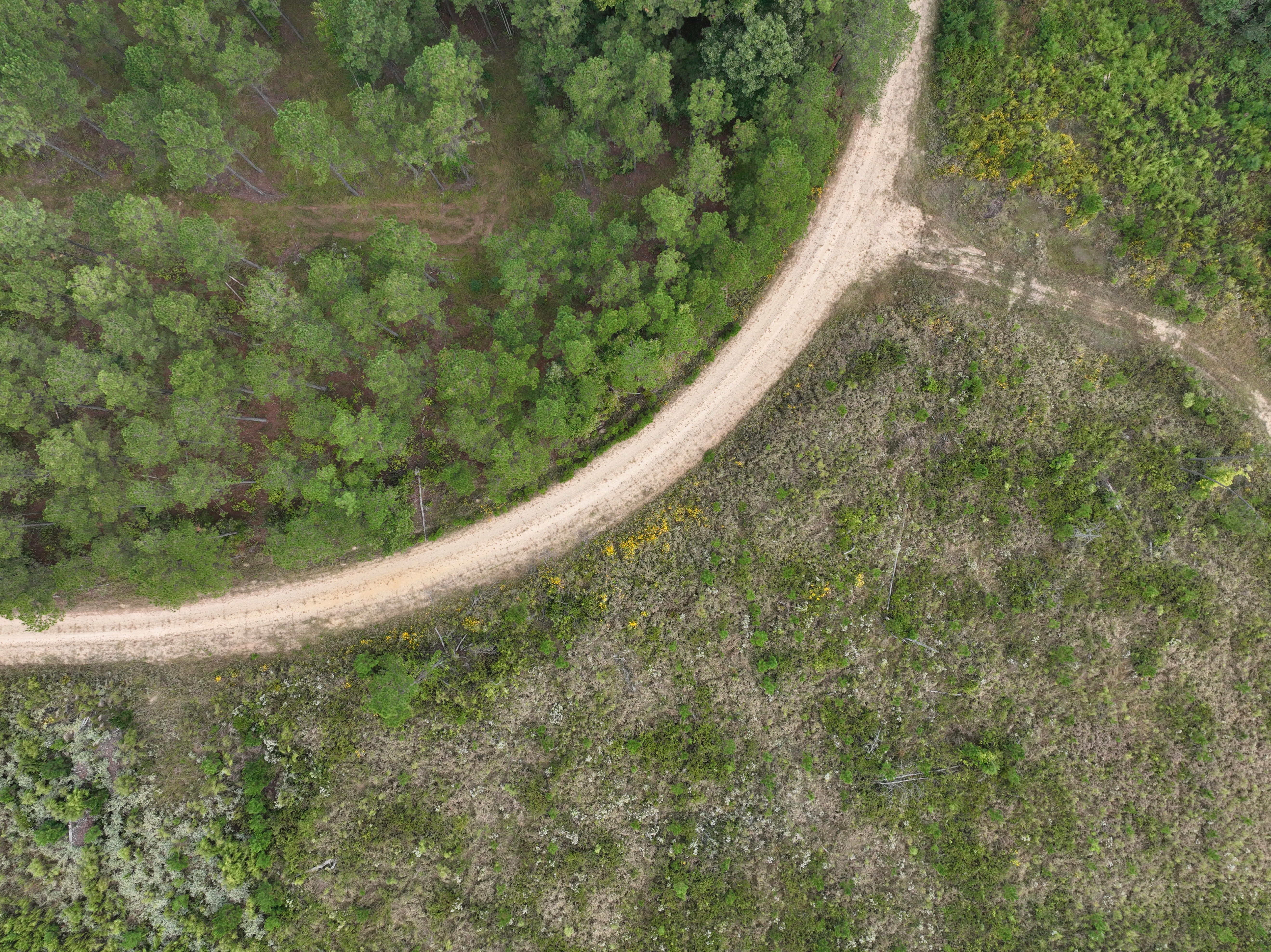 LiDAR-Grade Tree Heights at a Fraction of the Cost