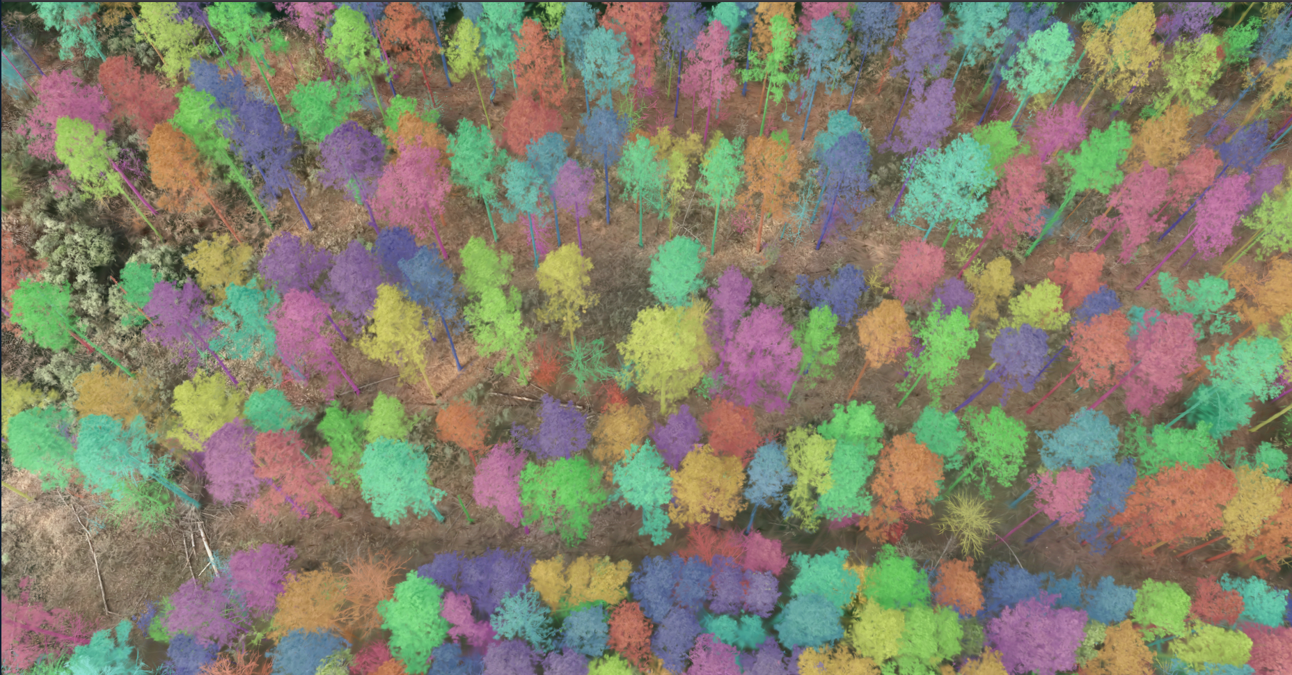 Accurate Tree Counts from Drone Imagery — Validated Across 16 Pine Stands