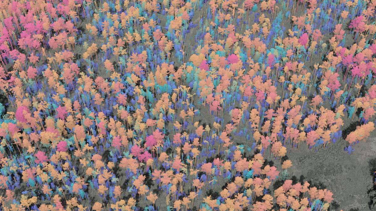 Aerial view of the stand with each tree coloured by modeled carbon