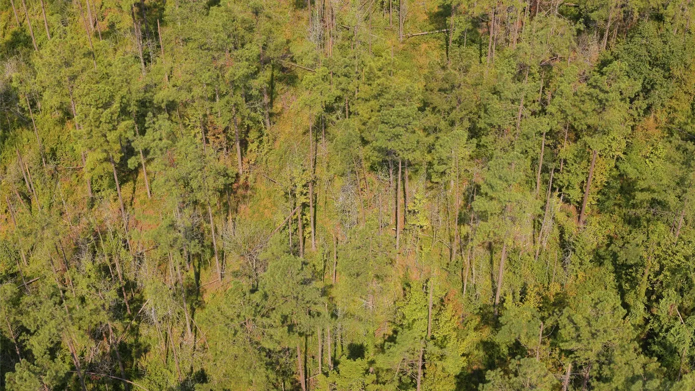 A drone photograph of the pine canopy